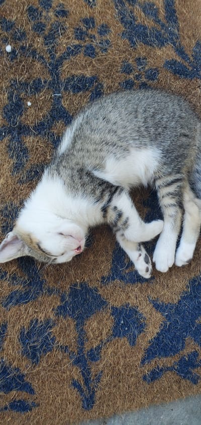 A grey and white tabby kitten is sleeping on a brown doormat with a blue pattern. The kitten is curled up on its side, with its eyes closed and its mouth slightly open. Its paws are tucked underneath its body. The doormat is made of coir and has a rough texture. The background is out of focus, but appears to be a concrete surface. The image was taken outdoors, likely in a residential area in Γαλλικός, Greece.