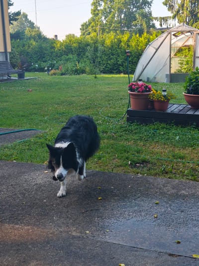 In a residential backyard in Lapmežciems, Latvia, a black and white Border Collie is captured mid-stride on a concrete path. The dog is facing the camera, its mouth slightly open, and appears to be walking towards the viewer. The path is wet and reflects the surrounding environment, with scattered yellow leaves on its surface. Behind the dog, a lush green lawn stretches out, dotted with small white flowers. In the background, a large greenhouse with a translucent plastic covering stands prominently. Adjacent to the greenhouse, a wooden platform holds several potted plants, including vibrant pink and yellow flowers. A green garden hose snakes across the lawn. The yard is bordered by dense green trees and shrubs, and a portion of a building with a beige facade is visible on the left. The sky above is clear and bright.