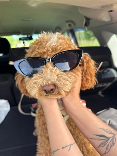 In a sunlit indoor setting, possibly a car interior given the presence of car seats and windows reflecting greenery, a fluffy, light brown dog with a curly coat is held by two human arms. The dog is wearing oversized, black cat-eye sunglasses, giving it a fashionable and playful appearance. Its nose is visible just above the sunglasses. One of the arms holding the dog has a tattoo of a leafy branch on its forearm, and another smaller tattoo on the wrist, which appears to say "Live". The other arm is less visible but has a pink accessory near its elbow. The scene is bright, suggesting it's daytime. The overall mood is lighthearted and fun, capturing a moment of playful interaction between a person and their pet.