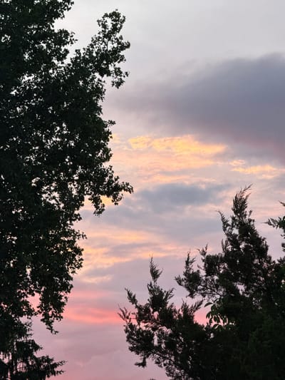 The image presents an upward view of a sky at either dusk or dawn, characterized by a captivating display of colors and cloud formations. The sky transitions from a soft, light gray and lavender hue on the upper left, gradually deepening into vibrant streaks of pink, rose, and warm orange-yellow across the center and right. Long, wispy clouds are illuminated by the low sun, creating luminous bands that stretch across the frame.

The colorful sky is framed by the dark silhouettes of trees in the foreground. On the lower left and extending along the bottom of the image, the dense foliage of a deciduous tree with broad leaves is visible. On the upper right, and continuing down the right side, the intricate, needle-like branches of a coniferous tree are silhouetted against the bright backdrop. The dark outlines of the trees create a strong contrast against the vibrant and softly lit clouds.

The scene conveys a sense of peaceful natural beauty, with no human activity or structures visible. The distinct colors in the sky strongly suggest either a sunrise or a sunset. No text is visible in the media. The photograph captures a serene moment in Strazhitsa, Bulgaria.