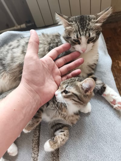 In a residential setting, possibly an apartment in Stupino, Russia, two domestic cats are resting on a soft grey blanket. One cat, a tabby and white, is positioned closer to the viewer, lying on its back with its head turned to the side. Its paws are white-tipped, and its fur is a mix of grey, white, and brown tabby markings. A human hand, with visible skin texture and a few red dots on the forearm, is gently stroking the back of the cat's head and neck.
Behind this cat, another tabby and white domestic cat is lying down, facing away from the camera. It appears to be a slightly larger individual. Its head is turned towards the hand, with its expression suggesting contentment or curiosity. The background shows a radiator or heating element on a wall, and a wooden floor. The lighting suggests an indoor environment, possibly with natural light coming from a window.