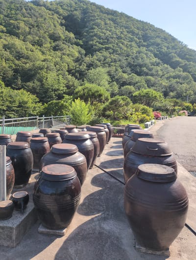 The image depicts an outdoor scene in Godang-ri, South Korea, dominated by a large, tree-covered mountain under a clear blue sky. In the foreground and midground, numerous large, dark brown, earthenware fermentation jars, known as onggi, are arranged in parallel rows on a concrete surface. These jars are typically ovoid or cylindrical, topped with flat, circular lids, and many rest on small, rectangular stone bases. Strong sunlight from the left casts distinct shadows of the jars to their right. To the left behind the jars, a silver metal railing runs along an elevated concrete area overlooking a lower, green-covered section. To the right of the jars, a paved asphalt road or path curves into the distance, bordered by a low stone curb and various green shrubs, including some with pink blossoms. No individuals are present in the scene.
