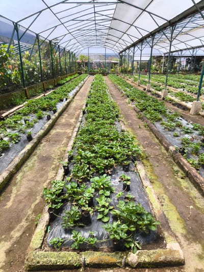 The image depicts a strawberry farm located in Candikuning, Indonesia. The farm is housed in a greenhouse structure with a translucent roof supported by a metal frame.

Inside the greenhouse, rows of strawberry plants are cultivated on raised beds covered in black plastic mulch. Small black plastic pots containing strawberry plants are visible. Irrigation systems run along the sides of the beds.

The ground between the rows is earthen and appears to be damp. Moss growth is visible on the concrete edges of the beds.

Outside the greenhouse, various plants and trees can be seen, indicating a lush, tropical environment. A figure is faintly visible in the background of the greenhouse.