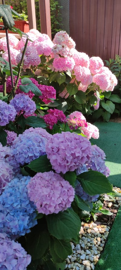 The image captures a vibrant display of hydrangeas in full bloom. The flowers are a mix of colors, with large, rounded clusters in shades of pink, purple, and blue. The foreground is dominated by these colorful blooms and lush green leaves. Behind the hydrangeas, a wooden fence with vertical planks provides a rustic backdrop. The sunlight casts shadows on the flowers and the green artificial turf that borders the garden bed. The presence of small, light-colored stones in the garden bed suggests a well-maintained outdoor space. The overall impression is one of a bright, sunny day, likely in the late spring or summer, given the blooming flowers. The scene is tranquil and evokes a sense of natural beauty and garden enjoyment. There are no people, text, or specific events depicted, making it a straightforward nature and garden shot.