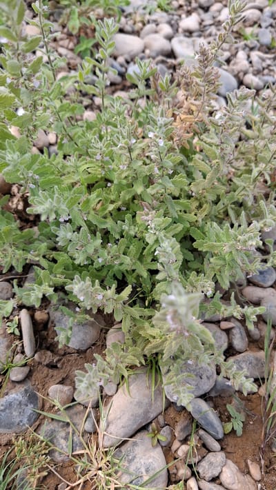The image shows a close-up view of a low-lying green plant with small white and purple flowers, growing among rounded, gray and brown stones and dry soil. The plant is leafy, with some parts appearing slightly wilted and brown, particularly at the top. The background is blurred but consists of more stones and sparse vegetation. The scene is set outdoors in a natural, possibly arid environment. There are no people or animals visible in the image. The location is identified as Boraldai, Kazakhstan.
