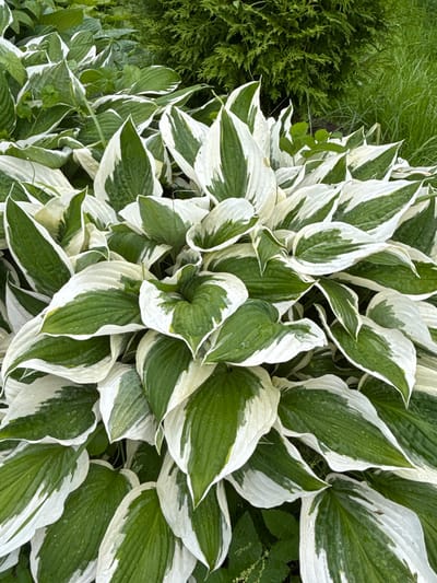 This is a close-up, overhead shot of a clump of hosta plants with variegated leaves, displaying a mix of deep green centers and broad, irregular white margins. The leaves are large, somewhat pointed, and appear slightly cupped, with visible veins. Many of the leaves have small water droplets on their surfaces, suggesting recent rain or dew.
To the left of the hostas, there is a dense, dark green shrub with a feathery texture, possibly a conifer like a cypress or juniper. Beyond the shrub and further to the left, a patch of taller, lighter green grass is visible. The overall scene is a garden bed, likely in a shaded or partially shaded area, given the lushness of the hostas.
The lighting suggests it is daytime, and the presence of water droplets indicates either morning dew or recent precipitation. The focus is entirely on the plant life, with no human subjects or man-made objects other than what might be implied by the garden setting. The colors are predominantly greens and whites, creating a fresh and natural aesthetic. The image does not contain any visible text. The location context is Kiskelovo, Russia.