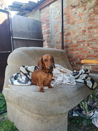 A small, brown dachshund sits on a worn, tan armchair placed outdoors. The dog is facing the camera, with its head slightly tilted and ears perked. It is wearing a dark collar. The armchair is covered with several blankets and pieces of fabric, some with black and white patterns, others plain white. The armrest on the left appears to be damaged.
The setting appears to be a backyard or outdoor utility area. Behind the armchair, a rustic brick wall is visible, with patches of exposed mortar. To the left of the wall, a large, weathered metal gate stands slightly ajar. The roofline of a structure is visible above the gate and wall, supported by wooden beams. Green foliage is growing around the base of the armchair and along the ground.
The lighting suggests it is daytime, likely sunny, with strong shadows visible. The overall impression is one of an informal, somewhat cluttered outdoor space. There is no visible text in the image. The dog appears calm and attentive.