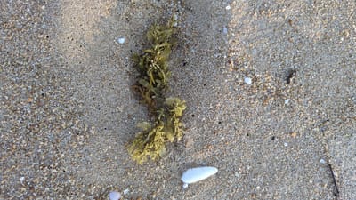 The scene is a close-up of sand on a beach in Thành phố Tuy Hòa, Vietnam. The sand is composed of light and dark-colored grains, with scattered small shells. A piece of light-colored, elongated shell lies horizontally near the upper center. A cluster of seaweed, ranging in color from yellowish-green to brown, lies roughly vertically in the center of the frame. The seaweed has small, leaf-like structures. A dark, thin twig lies on the sand in the upper left corner. Shadows are cast on the sand, possibly from the sun.