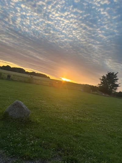 The image depicts a rural landscape in Fredensborg, Denmark during sunset. The sky is filled with altocumulus clouds, characterized by their rippling, wave-like patterns, illuminated by the warm glow of the setting sun. The sun itself is a bright orb positioned low in the sky, casting a golden light across the scene. In the foreground, a lush green meadow is dotted with small white wildflowers. A large, grey boulder rests on the left side of the field. In the midground, a field of crops stretches towards a treeline that borders the horizon. A solitary, dark green tree stands prominently on the right side of the image. The overall impression is one of tranquility and natural beauty.