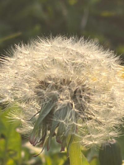 A macro-level photograph, taken in Toul, France, features a mature dandelion (Taraxacum officinale) seed head. The central subject is a spherical, white to off-white pappus composed of numerous individual achenes, each with a delicate, feathery parachute-like structure. Warm, golden sunlight illuminates the seed head, highlighting the fine bristles and creating a soft glow, particularly on the upper and right portions. The supporting stem, a yellowish-green, is visible beneath the seed head, along with green remnants of sepals or bracts. The background consists of a soft, out-of-focus blur of varying shades of green, indicative of natural foliage or grass. There are no people, actions, or interactions depicted in the scene.