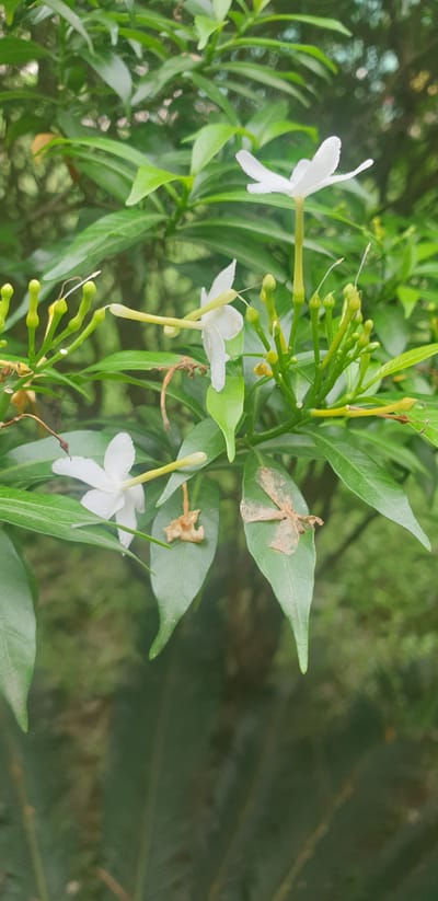 The image depicts a close-up view of white flowers and green leaves of a plant, possibly in a garden or natural setting. Several white flowers, each with five petals and a long, slender tube, are visible. Some of the flowers are fully bloomed, while others are in bud form. The leaves are ovate and glossy green, with some showing signs of drying or damage. The background is a blur of green foliage and possibly hints of sunlight filtering through. The scene appears to be an outdoor environment. The location is identified as Rooppur, Bangladesh.