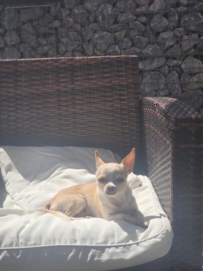 This overhead image captures an outdoor scene in Görgeshausen, Germany. The primary subject is a small, light tan-colored dog, likely a Chihuahua, relaxing on a patio. The dog is positioned on the right side of the frame, lying on its side on a thick, white outdoor cushion. Its head is turned towards the viewer, and its large ears are prominent. The dog appears content and calm, possibly sunbathing, with its body partially nestled within the soft white material.

The cushion rests on a piece of dark brown, woven wicker outdoor furniture, likely a chair or lounge. Another similar piece of wicker furniture is partially visible in the upper background. To the left of the furniture, a gabion wall filled with grey, irregularly shaped stones, secured by a wire mesh, forms a distinctive background element.

The scene is brightly lit by natural sunlight, indicating it is daytime. Strong highlights are visible on the white cushion and the dog's fur, while shadows add depth and texture, particularly on the wicker furniture. The overall atmosphere suggests a warm, sunny day. There is no visible text in the image.