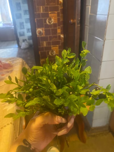 A close-up shot shows a hand holding a small bouquet of wild blueberry branches. The hand has long, light-colored fingernails and a dark tattoo on the wrist. The branches are laden with small, dark blueberries and vibrant green leaves. The background is blurred, but appears to be an indoor setting with a door and patterned wall. The image is shot from a slightly low angle, with the bouquet and hand dominating the foreground. The lighting is natural, suggesting daylight. The overall scene is domestic. The provided location, Ihnatpil, Ukraine, is a rural settlement in Rivne Oblast, known for its forests and agricultural land, which would be a plausible source for wild blueberries.