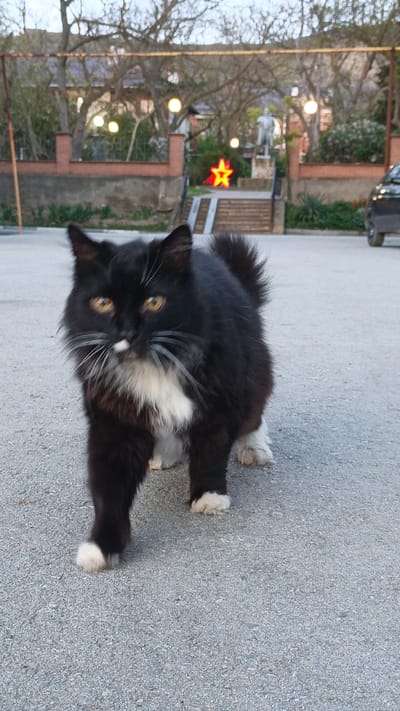 A black and white cat with amber eyes, a white spot on its nose, and white paws walks towards the viewer on a gray asphalt surface. In the background, a red-lit star decoration sits atop a staircase leading to a statue. A brick wall with globe lights is visible, as well as trees without leaves. A black car is partially visible on the right side of the frame. The location is Орджоникидзевский поселковый совет, Ukraine.