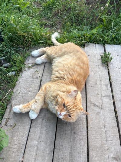 An orange tabby cat with white paws lies on a wooden platform outdoors, next to a patch of green grass. The cat is positioned with its body stretched out, head turned towards the camera, and eyes partially closed. The wooden platform appears weathered and is made of planks laid parallel to each other. The surrounding environment suggests a rural or natural setting with vegetation and soil visible. The image was taken in Bolsh Luh, Russia.