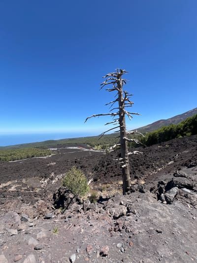 A tall, dead tree with gnarled branches stands in the foreground, on a barren, rocky slope of black volcanic soil. In the mid-ground, a winding road cuts through the landscape, leading to a parking area with several cars and some red-roofed structures. Beyond the road, a dense green forest covers the lower slopes of a mountain. In the far distance, the blue ocean meets the horizon under a clear, bright blue sky. The scene appears to be on Mount Etna, near Linguaglossa, Italy, a region known for its volcanic activity and diverse landscapes. There are no people visible in the image.