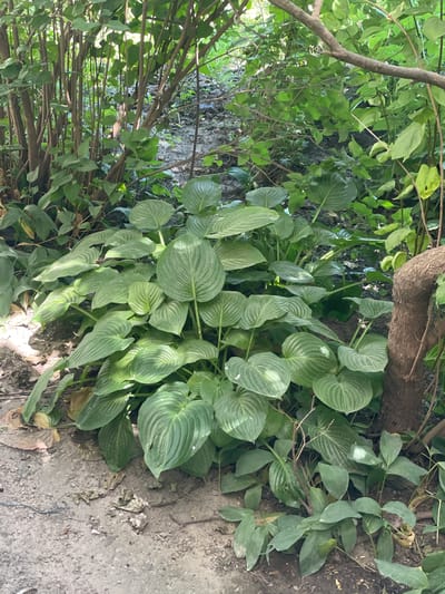 The image shows a lush, green garden bed in Cahul, Moldova. The foreground is dominated by a large cluster of hosta plants with broad, heart-shaped leaves, some of which are tinged with yellow. The hostas are growing in rich, dark soil mixed with gravel and dry leaves. To the left, thinner, brown stalks with green leaves rise vertically. In the background, there is a dense thicket of trees and foliage, creating a shaded, natural setting. A rough, brown tree trunk with a curved branch is visible on the right side of the frame. The overall impression is one of a well-established, verdant garden.