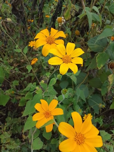 The scene, located in Ugwolawo, Nigeria, depicts a dense outdoor natural environment primarily composed of flowering plants. In the foreground and mid-ground, five prominent yellow flowers are visible, each characterized by bright yellow petals and a textured orange-yellow center. Two of these flowers are positioned in the upper-mid section, with one slightly overlapping the other. A third is located in the lower-left, a fourth is partially visible in the lower-right, and a fifth is in the upper-left. The surrounding area is densely covered with green foliage of various shades, interspersed with several closed green flower buds, particularly in the lower-middle section. In the blurred background, smaller yellow blooms are scattered, along with darker, possibly dried plant stalks and one distinct wilted, light brown flower head situated in the upper-right. No individuals, man-made structures, or specific actions are observed within the frame.