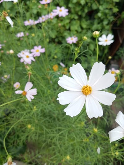 A close-up, vertical, eye-level shot captures a white cosmos flower in bloom, its petals slightly serrated and its yellow center clearly visible. The flower is the primary subject, positioned in the lower right quadrant of the frame and in sharp focus. The background consists of lush green foliage and other out-of-focus cosmos flowers, some appearing pink and white, suggesting a garden setting. The overall impression is one of natural beauty and vibrant growth, likely indicative of a garden in Zavyalovo, Russia during a favorable blooming season.
