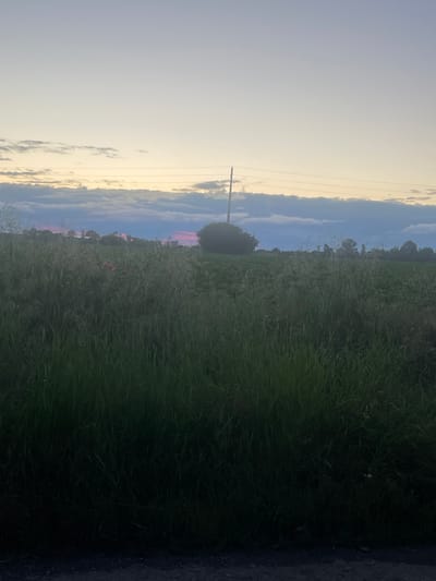 This image depicts a rural landscape in Yana, Bulgaria, captured during either sunrise or sunset. The sky dominates the upper portion, transitioning from a soft, clear blue-grey on the left to a more dramatic display of clouds on the right. These clouds exhibit warm hues of pink, purple, and yellow, characteristic of golden hour lighting.

Along the horizon, a distant line of dark green trees and foliage is visible, with a distinctive, rounded tree standing out near the center against the vibrant sky. A utility pole with multiple overhead wires extends upwards from the left side of the frame, contrasting with the natural elements.

The lower half of the image features a lush, overgrown field or meadow, filled with tall, dense green grass and various other plants. Scattered throughout this verdant expanse are notable splashes of red, indicating the presence of bright red flowers, likely poppies. On the far right edge, a dark, unpaved path or road runs vertically, bordering the field. There is no visible activity or text within the frame.