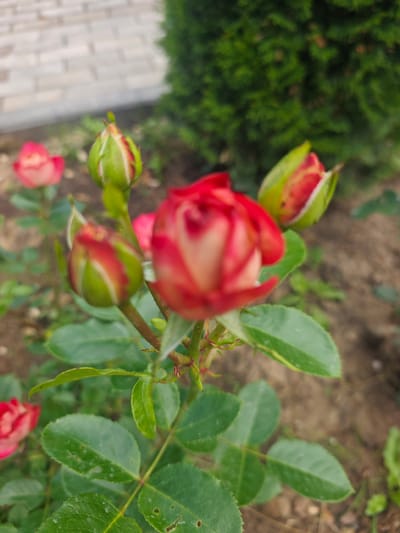 In Хлевино, Russia, a close-up photograph captures a rose bush with multiple buds and one partially opened bloom. The foreground features several green rose leaves, some showing minor imperfections. In the center of the frame, a rose bud with green sepals and hints of red petals is prominent. Behind it, another bud is slightly more open, revealing red and cream-colored petals. To the left, a fully bloomed red and white rose is visible, out of focus. Further in the background, another partially bloomed rose and a hedge of dark green foliage can be seen. The ground beneath the rose bush is composed of soil and small pebbles. A blurred background reveals a light-colored brick wall. The image appears to be taken outdoors during daylight.