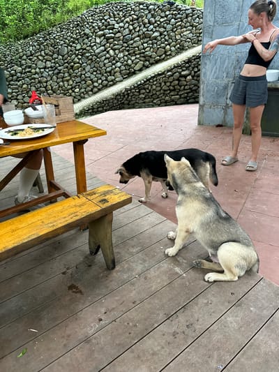 In Cổ Lũng Commune, Vietnam, a woman wearing a black tank top and gray shorts stands on a reddish tiled patio, her right arm extended and her left hand touching her bicep, as if stretching or gesturing. Two dogs are present: a black and tan dog standing near a wooden table, and a lighter-colored dog with gray and tan markings sitting on a wooden deck. The table, made of dark wood with a yellow bench in front of it, holds a white plate with noodles and other food, white bowls, and glasses. Behind the table, a wall constructed of stacked stones rises upwards, with a light-colored pathway visible on its surface. Lush green foliage is visible at the top of the stone wall. The deck appears to be made of wooden planks, with some water or liquid stains visible on its surface. A grey tiled wall is to the right of the woman.