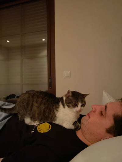 A person with fair skin and dark hair is holding a gray and white tabby cat. The person is wearing a black t-shirt with a yellow graphic. The cat appears to be nuzzling the person's neck. In the background, there is a light-colored wall with a light switch and a dark wooden ledge or frame. The image appears to be taken indoors. There is no discernible information to place the photo in Villaviciosa, Spain.