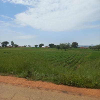 An outdoor, eye-level, medium shot captures a wide, rural landscape under a bright, partly cloudy sky. In the foreground, a cracked asphalt road runs along the bottom edge of the image, bordered by a strip of reddish-brown soil and then tall, green grass. Beyond this, a vast, verdant field stretches into the middle ground, with neatly tilled rows of young green crops clearly visible, indicating agricultural activity. Scattered trees dot the field, and in the distance, a cluster of buildings with reddish-brown roofs are nestled amongst more trees, suggesting a small village or settlement. The sky is a pale blue, with fluffy white clouds dispersed across it. The overall impression is one of a peaceful, agricultural setting in the Nigerian countryside.