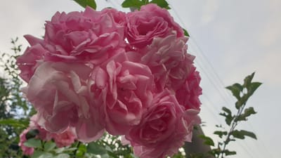 A close-up, low-angle, full shot captures a cluster of delicate pink roses against a pale, overcast sky in Vrchotovy Janovice, Czechia. The roses are densely packed, with many petals showing dew drops, indicating recent moisture. Some of the rose petals are lighter pink or almost white, especially those in the foreground and towards the bottom of the cluster. In the background, blurred green foliage is visible on the left side. On the right, a thin branch with green leaves extends into the frame, and several thin, horizontal wires crisscross the sky. The lighting is soft and diffused, characteristic of an overcast day. No people or animals are present in the image.