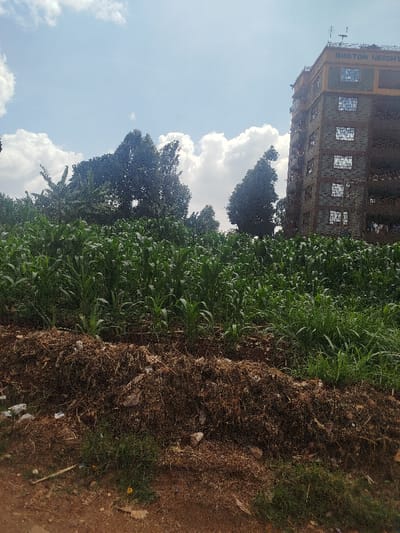 The image depicts an urban-agricultural interface in Kihara ward, Kenya, under a partly cloudy sky. In the foreground, a reddish-brown dirt path is present, transitioning into an elevated accumulation of dark brown dried organic matter and scattered debris. The midground is dominated by a dense, uniform field of green, juvenile maize plants. Beyond the maize field, a cluster of tall, leafy trees, including some with broad leaves resembling banana plants, occupies the left and central background. To the right, a multi-story residential building, identified by the inscription "BOSTON HEIGHTS" on its upper façade, stands tall. This building features a grey, stone-patterned exterior on its lower levels, a yellow band near the roof, numerous gridded windows, and visible clothing drying on lower balconies. The rooftop is equipped with multiple antennas and satellite dishes. No individuals or active interactions are observed in the scene.