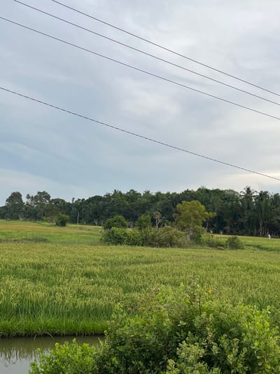 The scene depicts a wide-angle landscape in Alueduamuka O, Indonesia, under an overcast sky. Four parallel dark utility wires traverse the upper half of the frame from left to right. The midground is dominated by an extensive, verdant field of a grain crop, likely rice, exhibiting various shades of green, with lighter green and yellowish-green heads visible. A narrow body of water, possibly an irrigation ditch or canal, is present in the lower-left foreground, partially obscured by dense green foliage with some small yellowish growths. In the background, a thick line of tropical trees, including palm varieties, forms a dense treeline across the horizon. Two distant, small, light-colored human figures are discernible within the grain field towards the right side, appearing to be standing or walking. No direct interactions or specific actions are clearly identifiable beyond their presence.