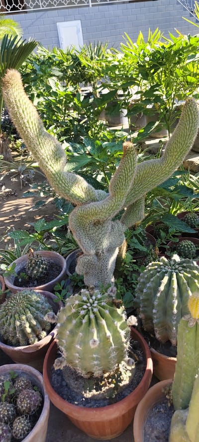 In Namangan City, Uzbekistan, an outdoor collection of cacti is arranged, bathed in bright sunlight. The focal point is a large, twisted cactus with fuzzy, green stems that form a unique, sculptural shape. Surrounding it are several other cacti in terracotta pots: a globular cactus with prominent ribs and sparse white spines, another spherical cactus with dense, short white spines, and a smaller pot containing clustered, purplish cacti. In the background, a variety of green leafy plants grow, and a building with a gray brick facade and a white door is visible, partially obscured by the foliage. The ground is covered in dry earth and scattered leaves.