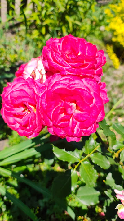 The image displays a close-up view of three bright pink roses in bloom. The roses are the central focus, with their velvety petals appearing layered and delicate. The background is softly blurred, showing green foliage and hints of yellow flowers, suggesting an outdoor garden setting. The lighting indicates it is daytime, with sunlight casting shadows on some of the leaves. The location of this scene in Zhytomyr, Ukraine, cannot be determined from the visual information provided in the image. There are no people or animals visible, and no specific actions or interactions are depicted.