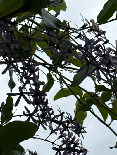The image displays a close-up of a flowering vine or shrub, featuring multiple clusters of dark purple, five-petaled, star-shaped flowers. Interspersed among the blooms are vibrant green leaves and thin, winding stems. The background is a uniformly light grey, overcast sky. No human subjects, animals, or artificial structures are visible. The scene is located in the city of Dumbéa, France.