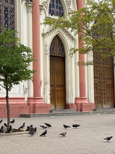 The image captures the exterior of a building, likely a church, in Perímetro Urbano Barranquilla, Colombia. The architecture features large wooden doors, ornate windows with dark blue glass, and fluted columns painted in white and a salmon pink hue. Some of the plaster on the building appears weathered. In front of the building, a paved plaza is populated by a flock of pigeons. The pigeons are scattered across the ground, some are standing, and others appear to be pecking at the pavement. Two trees with green foliage are visible, one small tree to the left and branches of a larger tree extending from the right. The lighting suggests it is daytime.