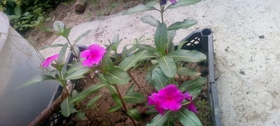 The image shows several vibrant pink vinca flowers in a black plastic container filled with soil. The plants have glossy green leaves with light green veins. The container is placed on a textured, light-colored surface that appears to be concrete or pavement, with some dark specks scattered across it. In the background, there is sandy soil and some greenery, possibly other plants or weeds. A thin, dried twig rests on the edge of the container in the lower left portion of the image. The scene is outdoors, likely in a garden or yard. The city of Marhamat, Uzbekistan is not directly depicted in the image.