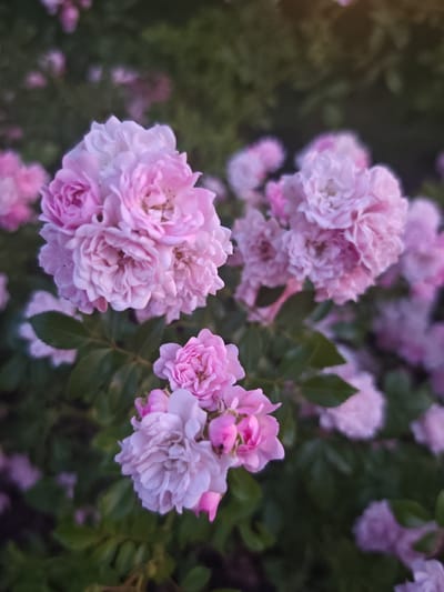The image shows a close-up view of pink roses in bloom. The roses are clustered together, with many delicate petals. The background is a blur of green foliage and other out-of-focus pink roses, suggesting a garden setting. There are no people or animals visible in the image. The lighting is soft and appears to be natural, possibly from late afternoon or early evening. The overall impression is one of natural beauty and tranquility. The photo was taken in Schwangau, Germany.