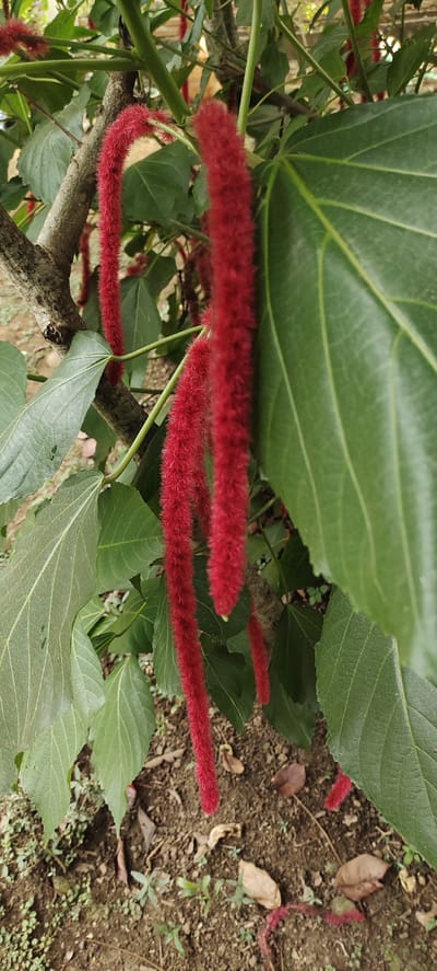 The image captures a close-up view of a plant with vibrant red, fuzzy, catkin-like flowers hanging from its branches. The leaves are large, green, and have visible veins. The plant appears to be outdoors, with the ground beneath it covered in soil, fallen leaves, and small green sprouts. The background is blurred, suggesting it's a natural outdoor setting. The image was taken in Kilometer Delapan, Indonesia.