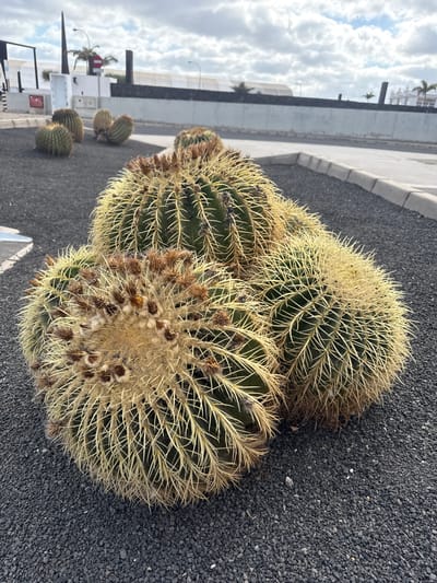 The image shows a group of barrel cacti in Arrecife, Spain. The cacti are round and covered in long, yellow spines. They are planted in a bed of black gravel. A sidewalk and street are visible in the background.