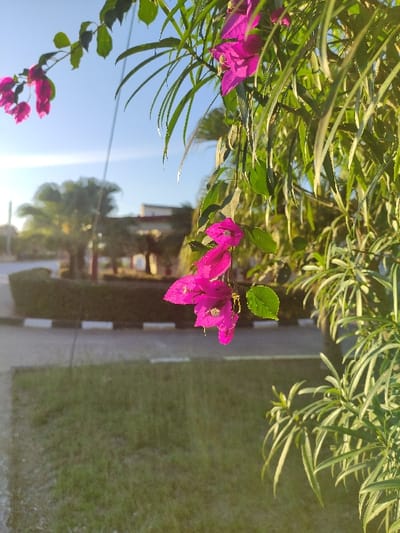Pink bougainvillea flowers bloom near a street on a sunny day. The flowers are the focal point, with green leaves and foliage framing them. A road with white markers runs alongside a grassy area. The background includes a glimpse of buildings and trees under a bright, blue sky. The sun's rays create highlights and shadows, giving depth to the scene.