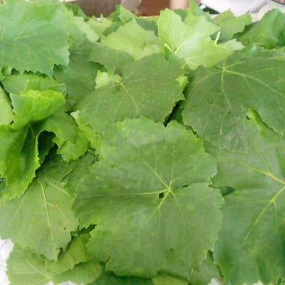 The image shows a close-up, overhead view of a pile of fresh, green grape leaves. The leaves are layered and overlap each other, with some appearing slightly lighter or darker in shade due to natural variations and lighting. The edges of the leaves are somewhat serrated and wavy. A few faint veins are visible on the surface of the leaves. The background is blurred and out of focus, but suggests a bright, outdoor setting. The image is likely from Ashtarak, Armenia, a region known for its vineyards and the culinary use of grape leaves.