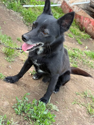 A black dog lies on a dirt ground in an outdoor setting in Чумна, Russia. The dog has medium-length black fur with notable white hairs around its muzzle, chin, and chest. Its pointed ears are erect, and its dark brown eyes gaze directly at the viewer. Its pink tongue is extended, indicating it is panting. A metal chain collar is visible around its neck, attached to a leash extending out of frame. The dog is mostly black, with a slightly fluffy tail curled upwards. It is resting on its side, with one front leg extended forward.
The immediate surroundings consist of bare earth with patches of green grass and low-lying weeds scattered throughout. In the upper left background, a blurry structure featuring red and white elements is partially visible. The scene is illuminated by natural daylight. The dog appears alert and relaxed, possibly observing its environment or the person taking the photograph. There is no visible text in the image.