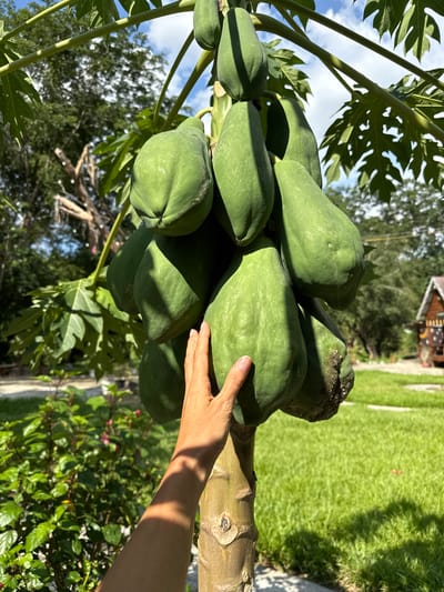 The image shows a bunch of green papayas growing on a tree, with a person's hand reaching out to touch one of them. The papayas are clustered together, and their skin is smooth and green. The hand is partially visible, and it appears to be a woman's hand with light skin. The background is a lush, green garden with a grass lawn and some trees. There is also a glimpse of a wooden house in the distance. The lighting suggests it is daytime, likely late morning or early afternoon, with bright sunlight casting shadows. The overall scene conveys a sense of abundance and connection with nature. The location context of Nam Khanh Vinh, Vietnam, suggests a tropical or subtropical climate, which is suitable for papaya cultivation.