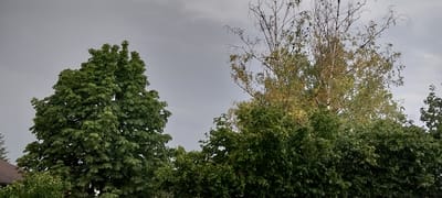 In Garching an der Alz, Germany, a cloudy sky is visible above a dense canopy of trees. On the left, a large, healthy green tree with broad leaves dominates the foreground, its branches reaching towards the sky. To its right, a different tree, likely a birch, displays a mix of green and yellowing leaves, with some bare branches reaching higher. The foliage is thick, obscuring much of the background. A portion of a residential building with a brown tiled roof is partially visible on the far left, below the large green tree. The scene appears to be a naturalistic outdoor setting within the town, likely a park or a residential area with mature trees.