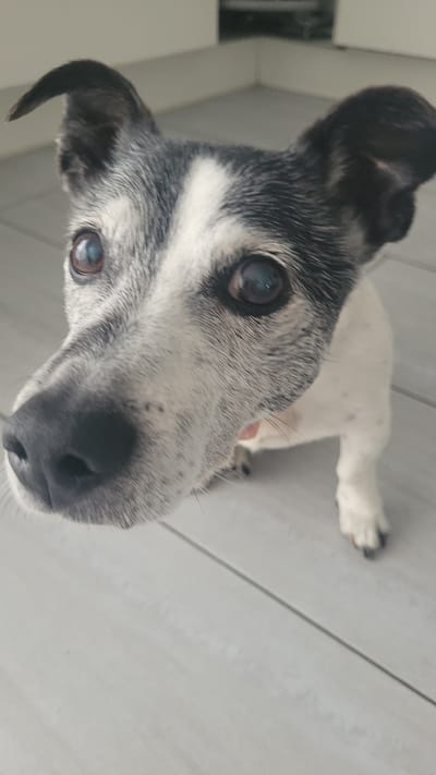 A close-up, low-angle shot captures the face of a white and black-speckled dog. The dog's head is tilted slightly upwards, with its nose dominating the lower part of the frame. Its eyes, dark and round, are looking directly at the camera. One ear is perked up and angled slightly forward, while the other is slightly folded back. The dog's fur is a mix of white and grey speckles, giving it a slightly aged appearance. The background is out of focus, showing a light-colored floor with visible seams, possibly a kitchen or living area. There is no indication of a specific location in Dortmund, Germany.