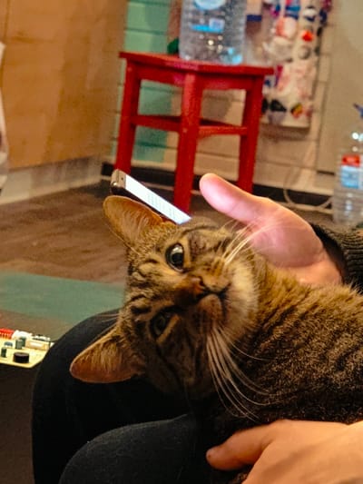 A brown tabby cat is being held by a person's hand and arm. The cat's head is tilted upwards, and its eyes are wide open, looking directly at the camera. A smartphone is resting on the cat's head. In the background, a red stool and several bottles of water are visible. The overall environment appears to be indoors, with warm lighting.