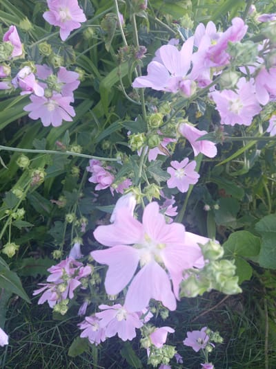 This is a close-up, high-angle, medium shot of pale pink mallow flowers in bloom, set against a backdrop of green foliage and grass. The flowers are the main subject, with some in full bloom and others as developing buds. The scene is outdoors, with natural light suggesting it could be daytime, possibly late afternoon due to the soft lighting. The setting appears to be a garden or a wild grassy area, possibly in Sterlibashevo, Russia, given the provided location context. There are no people visible, nor any text. The focus is on the delicate details of the flowers, their soft petals, and the surrounding greenery, creating a serene and naturalistic image. The flowers are diverse in their stage of bloom, with some fully open, revealing their delicate centers, and others tightly furled into buds, hinting at future beauty. The overall impression is one of natural beauty and the quiet unfolding of life in a garden or natural setting.