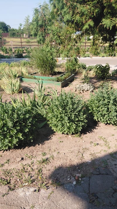 This is a ground-level outdoor photograph taken in the city of Borodianka, Ukraine, on a sunny day. The foreground shows a patch of sandy ground with scattered small weeds and a cracked asphalt path. Behind the path, there are several lush green bushes. Further back, there is a raised garden bed with some plants, and behind that, a wooden fence and some dry grass. Tall green trees, likely conifers, dominate the background, with their branches casting shadows on the ground. The sky is clear and blue. There are no people or animals visible in the image.
