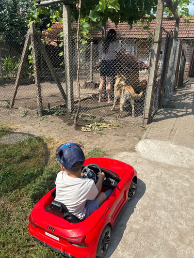 In a sunny outdoor scene in Belene, Bulgaria, a young boy wearing a blue baseball cap and a white t-shirt is seated in a bright red toy Audi R8 e-tron electric car. He is holding the steering wheel, appearing to play with the car. The car is parked on a concrete surface next to a grassy area.
To the left of the car, behind a chain-link fence, two dogs are visible. One dog, a tan and brown mix, is lying down inside a fenced enclosure, while another dog, also tan and brown, is standing and looking towards the enclosure. Inside the enclosure, there are also what appear to be two people. One person is partially visible, seated on the ground. The enclosure seems to be part of a yard or property.
The time of day appears to be daytime, suggested by the bright sunlight and the shadows cast. The weather seems pleasant and sunny. The scene depicts a casual moment of childhood play alongside the presence of animals in a residential or yard setting. The visible text on the car reads "RS e-tron GT".