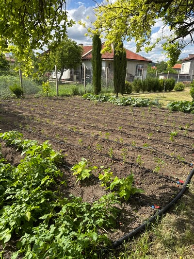 The image captures a vibrant vegetable garden located in Kabile, Bulgaria. The garden is meticulously arranged with rows of young plants, likely crops such as beans and peppers, evidenced by the distinct leaf structures and the presence of drip irrigation lines running along each row. Some plants in the foreground show more advanced growth, with lush green foliage. Scattered throughout the soil are small, round objects, possibly fallen fruit or debris. The garden is bordered by a chain-link fence, and beyond it, traditional Bulgarian houses with red-tiled roofs are visible, along with mature trees and manicured bushes. The sky above is partly cloudy, with patches of bright blue. The overall impression is one of a well-maintained, productive garden in a rural or semi-rural setting.